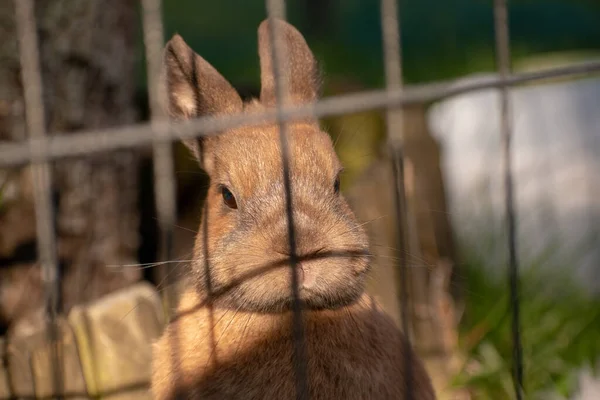 Çitin Arkasından Bakan Sevimli Tüylü Kahverengi Bir Tavşanın Yakın Çekimi — Stok fotoğraf