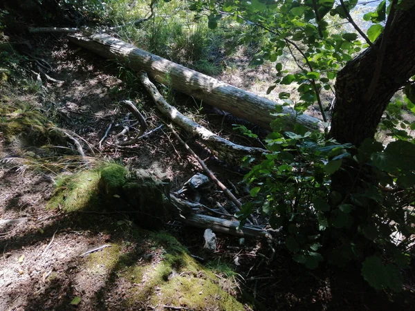 Primer Plano Árbol Caído Bosque Noruega — Foto de Stock