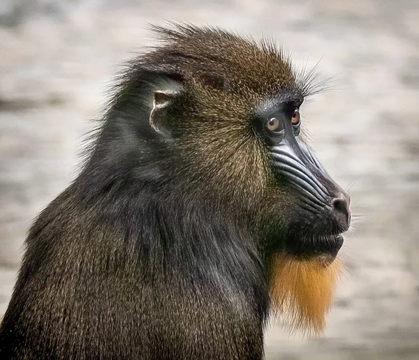 Eine Nahaufnahme Eines Mandrill Sonnenlicht Mit Verschwommenem Hintergrund — Stockfoto