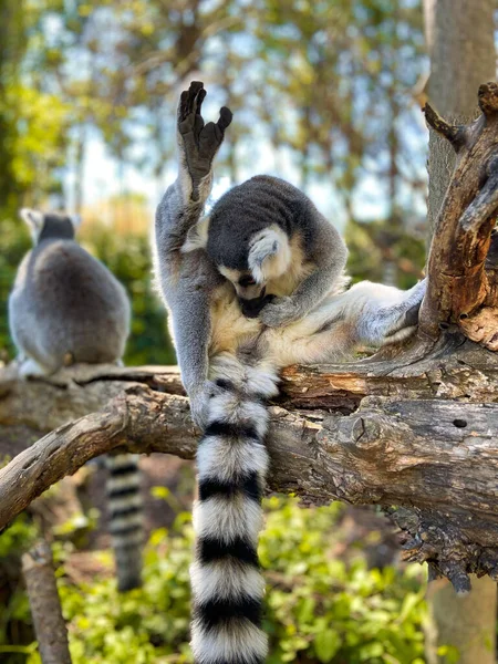 Plan Vertical Mignons Lémuriens Queue Cerclée Jouant Sur Arbre Dans — Photo