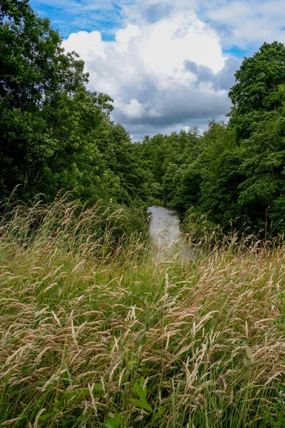 Una Splendida Vista Piccolo Stagno Una Foresta Verde — Foto Stock