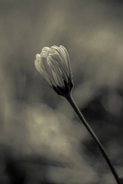 Сірий Знімок Приголомшливого Бутона Квітки Ромашки — стокове фото