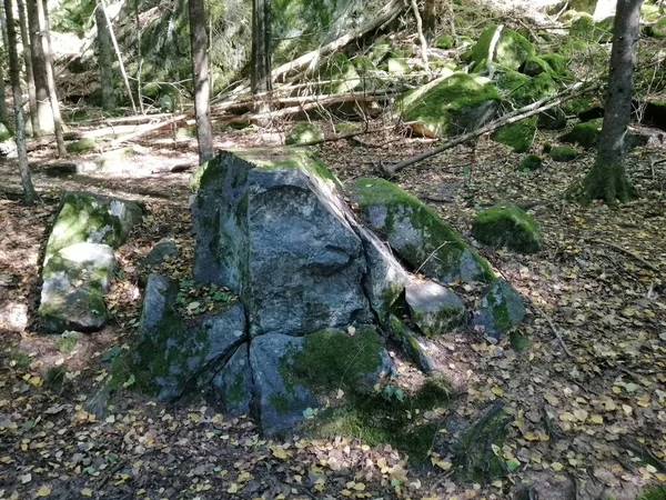 ノルウェーの岩の上の木々や苔のクローズアップショット — ストック写真