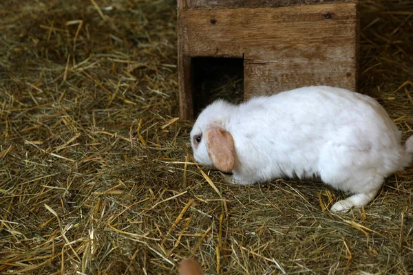 Çiftlikteki Çimlerin Üzerindeki Sevimli Tüylü Beyaz Tavşan — Stok fotoğraf