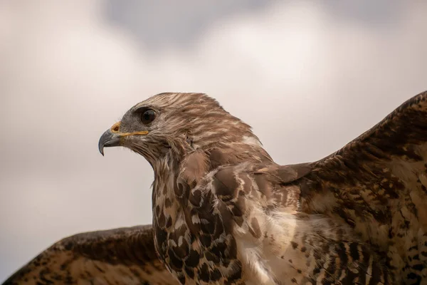 Een Close Shot Van Een Havik Met Open Vleugels Voor — Stockfoto