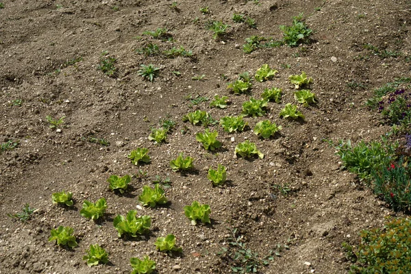 Groene Planten Groeien Gezellige Tuin — Stockfoto