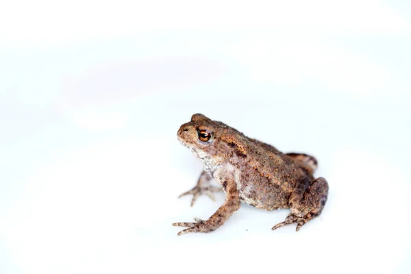 Der Braune Frosch Mit Orangefarbenen Augen Auf Weißem Hintergrund — Stockfoto