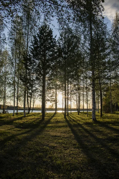 Att Upptäcka Magiska Solnedgångarna Finska Skogarna — Stockfoto