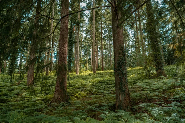 Una Hermosa Vista Árboles Verdes Bosque Durante Día — Foto de Stock
