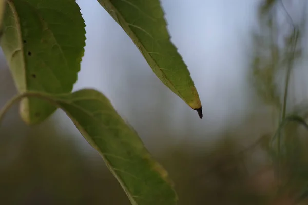 Tiro Close Uma Árvore Verde Vibrante Folhas — Fotografia de Stock