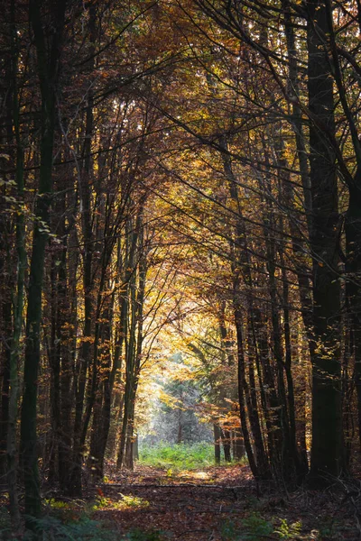 Sentier Aux Feuilles Tombées Entouré Arbres Dans Forêt — Photo