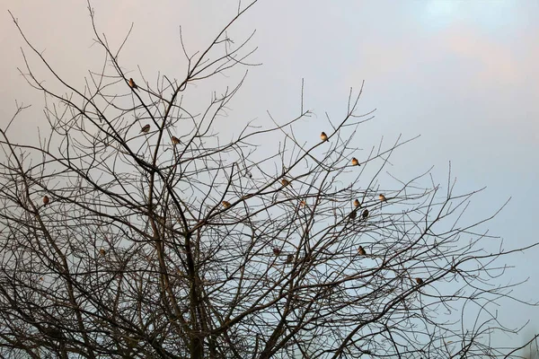 Ein Schwarm Vögel Thront Auf Einem Blattlosen Baum Vor Einem — Stockfoto