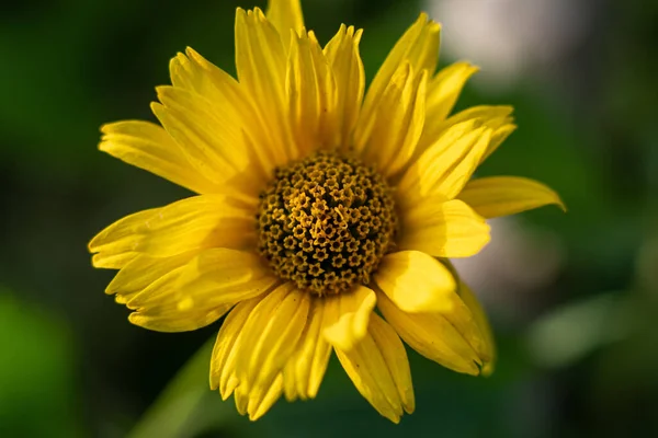 Une Macro Photo Une Superbe Fleur Marguerite Jaune Soleil — Photo