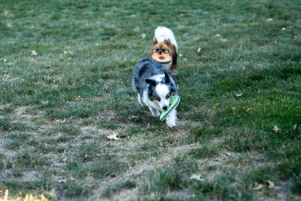 一只漂亮的小狗在草地上嬉戏 — 图库照片