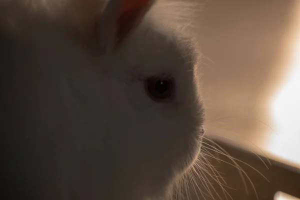 Een Closeup Shot Van Een Schattig Wit Pluizig Konijn — Stockfoto