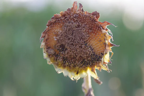 Plan Rapproché Une Tête Tournesol Sèche Avec Des Graines Jour — Photo