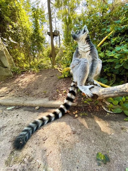 Vertikal Bild Söt Ringsvansad Lemur Som Leker Trädgren Park — Stockfoto