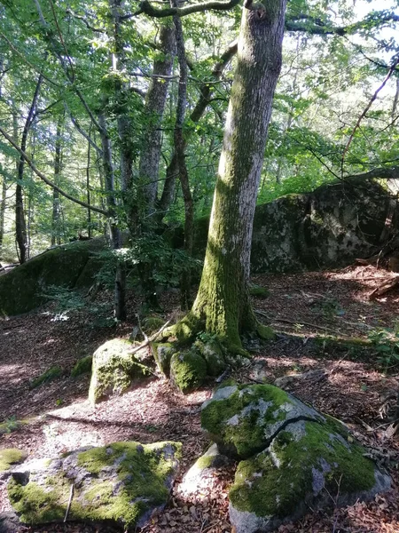 ノルウェーの岩の上の木や苔の垂直ショット — ストック写真