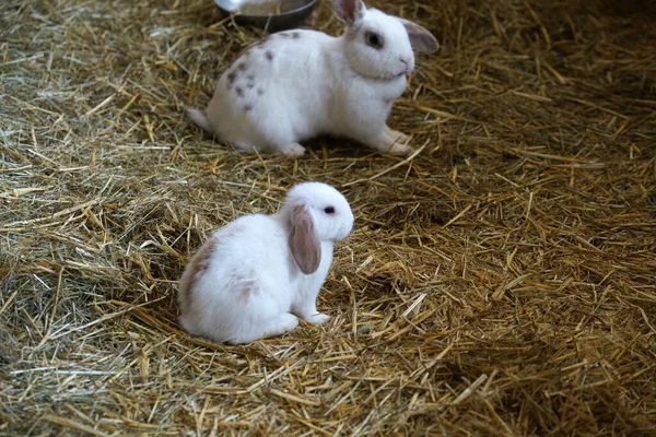 Пухнасті Чарівні Кролики Траві Фермі — стокове фото
