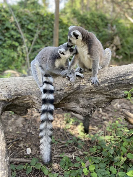 Vertikal Bild Söta Ringsvansade Lemurer Som Leker Ett Träd Park — Stockfoto