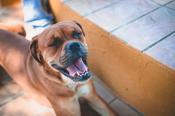 Närbild Boerboel Hund — Stockfoto
