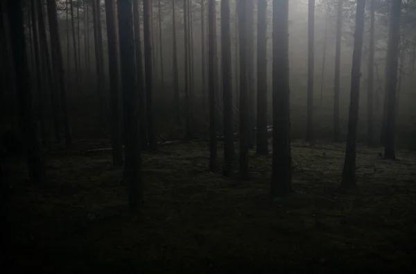 Dark Forest Foggy Morning Southern Estonia — Stock Photo, Image