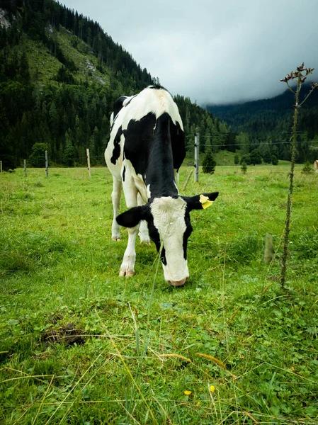 Plan Vertical Une Vache Noire Blanche Sur Champ Vert — Photo