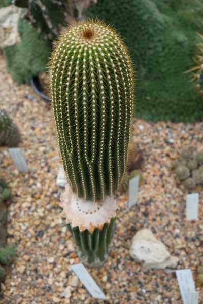 Beautiful Cactus Sharp Prickles Garden — Stock Photo, Image