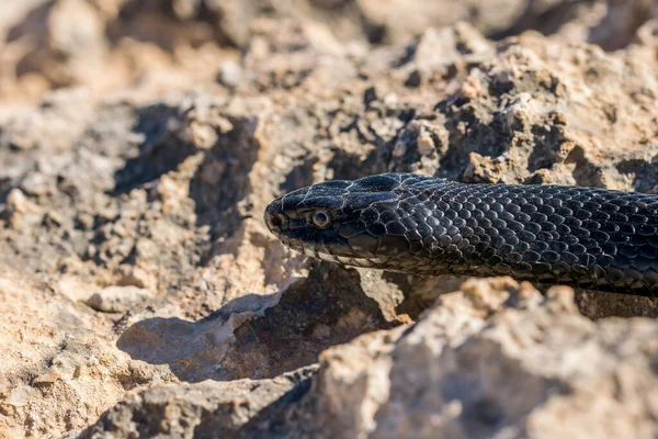 Maltese Islands 서식하는 Hierophis Viridiflavus Black Western Whip Snake Hierophis — 스톡 사진