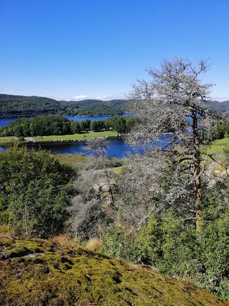 晴れた日にノルウェーの木々 湖の垂直ショット — ストック写真