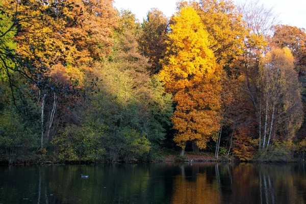 Árvores Com Folhas Coloridas Floresta Perto Lago — Fotografia de Stock