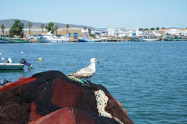 White Seagull Standing Fishing Nets — Stock Photo, Image