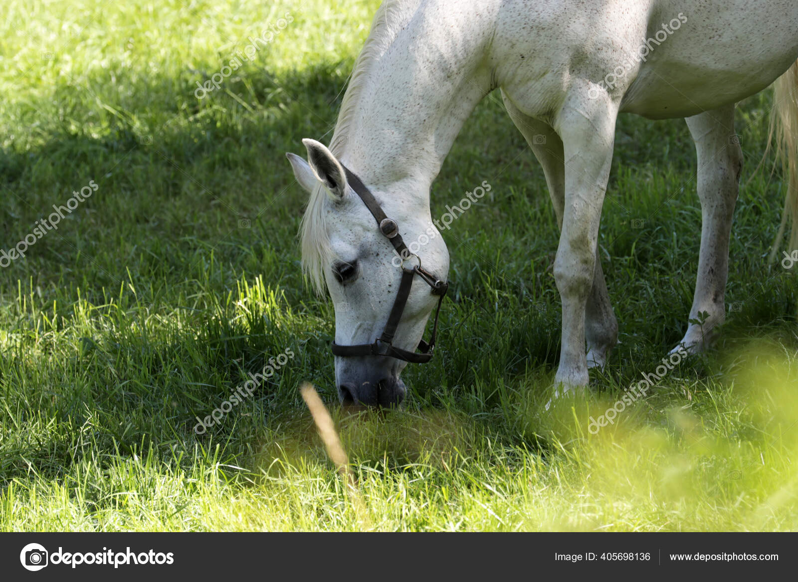 Close up da cara do cavalo foto de stock. Imagem de pasto - 34956360