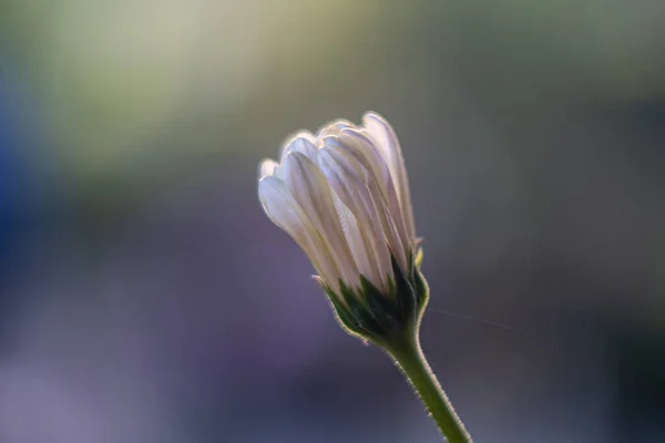 Eine Nahaufnahme Einer Atemberaubenden Knospe Aus Kamillenblüten — Stockfoto
