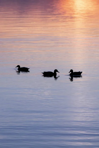 Capturando Beleza Pôr Sol Finlândia — Fotografia de Stock