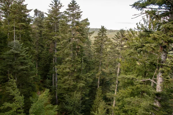 Primer Plano Bosque Coníferas — Foto de Stock