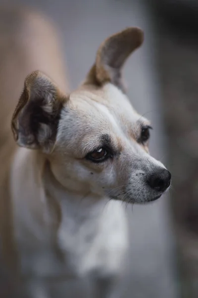 Bir Chihuahua Köpeğinin Dikey Görüntüsü — Stok fotoğraf