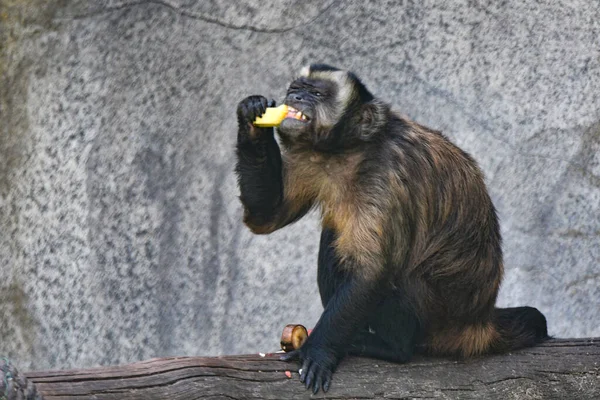 Primer Plano Mono Comiendo Plátano Rodajas Sobre Una Madera Seca — Foto de Stock