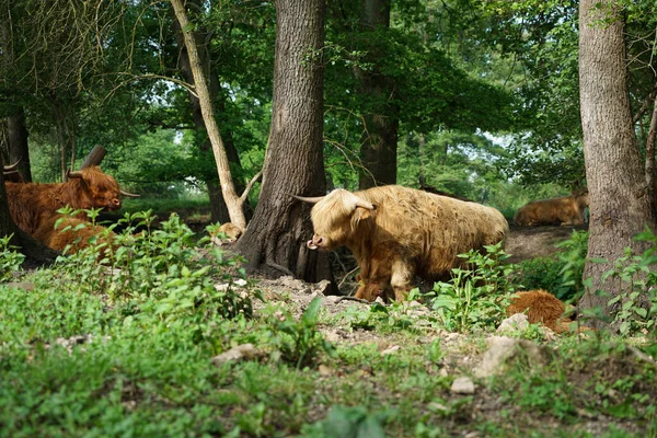 苏格兰高地毛茸茸的棕色土拨鼠在森林里吃草 — 图库照片