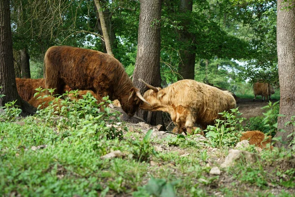 Furry Brown Scottish Highland Cattles Grazing Forest — Stock Photo, Image