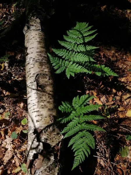Norveç Ormandaki Devrilmiş Bir Ağacın Dikey Görüntüsü — Stok fotoğraf
