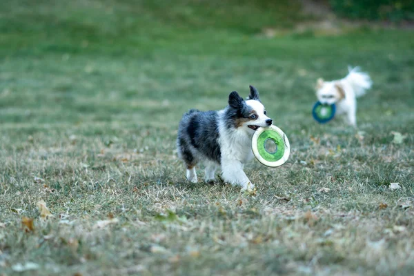 Hermoso Tiro Cachorros Jugando Hierba —  Fotos de Stock