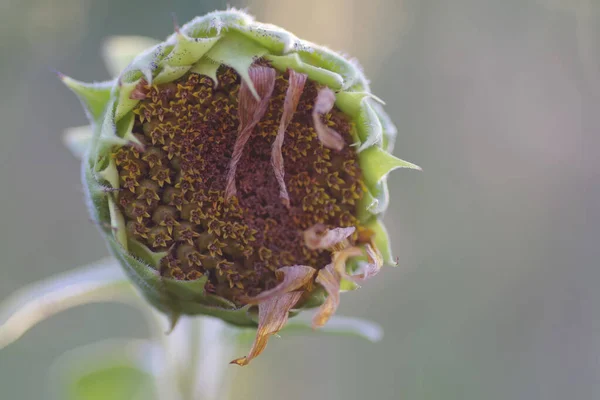 Nahaufnahme Eines Trockenen Sonnenblumenkopfes Mit Samen Tag — Stockfoto