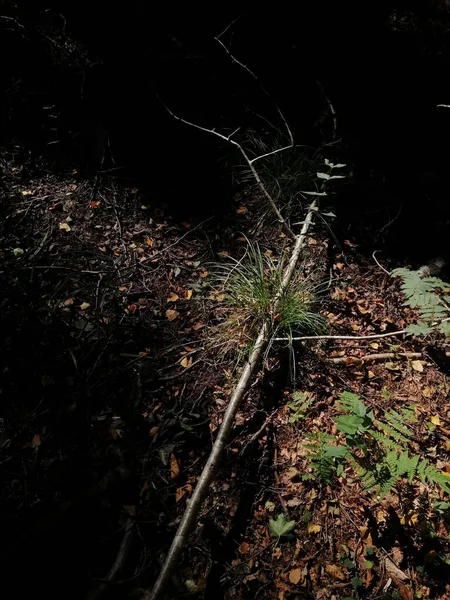 Plan Vertical Arbre Tombé Dans Forêt Norvège — Photo