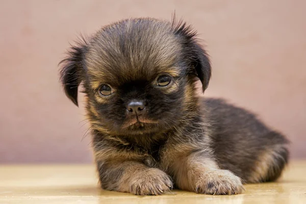 Een Selectieve Focusshot Van Een Schattige Belgische Griffon Pup — Stockfoto