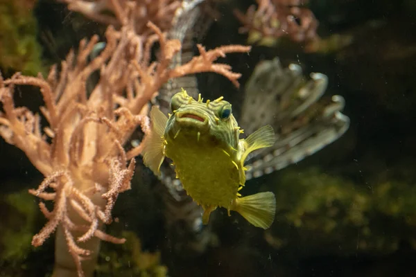 Gros Plan Poisson Globe Sous Marin Sur Fond Flou — Photo