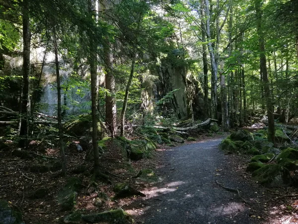 Primer Plano Ruta Forestal Noruega — Foto de Stock