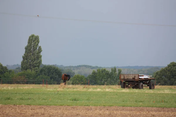 Kilka Wypasanych Koni Stara Przyczepa Polu Farmie — Zdjęcie stockowe