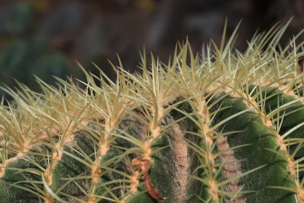 Ett Makro Skott Kaktusen Med Skarpa Prickar — Stockfoto