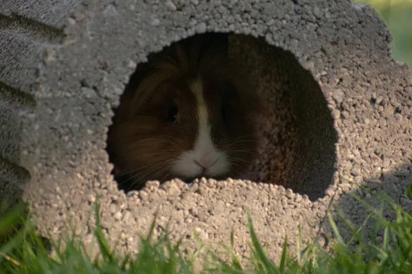 Nahaufnahme Eines Flauschigen Braunen Hasen Der Sich Einem Loch Versteckt — Stockfoto